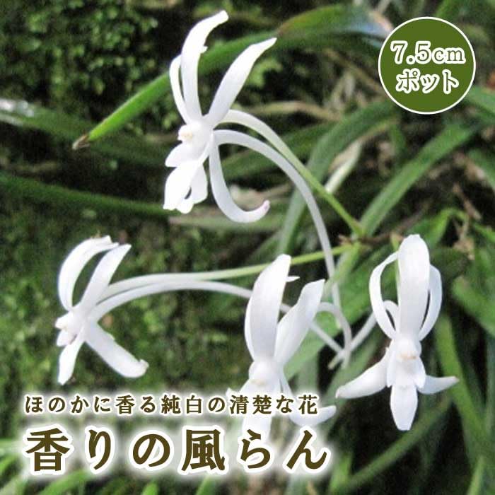 お値下げしました。 元気な風蘭　大苗　白い花 Amazon.co.jp: 風蘭 苗 7.5cmポット フウラン 香りの風蘭 山野草 ラン
